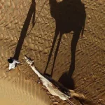 Morocco tours agency camel trekking merzouga